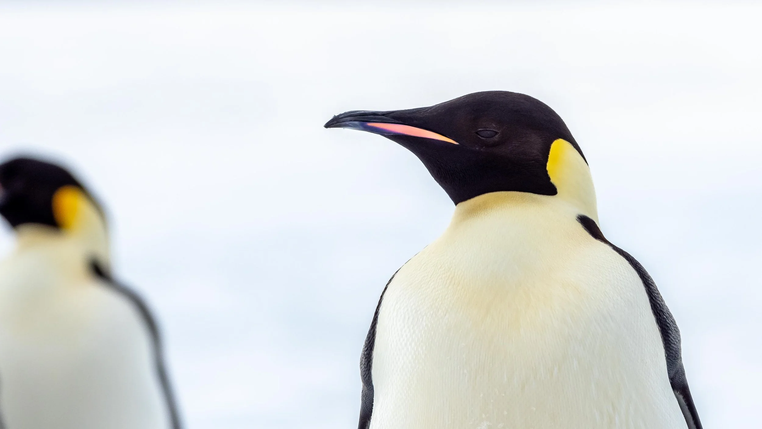 Emperor Penguins in Antarctica — Adam Maire Photography
